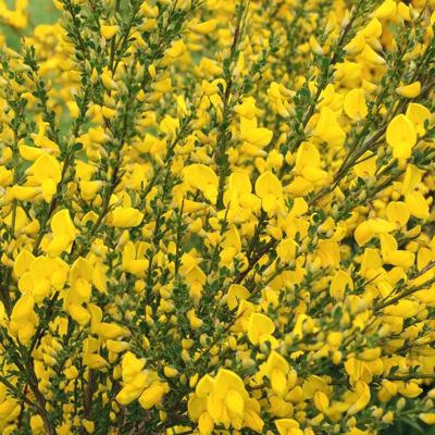 Zanovä? - Cytisus praecox  'Luna ' - 30/40cm