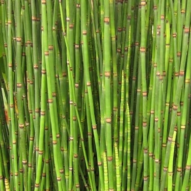 Prasli?ka ?iernozelená - Equisetum hyemale variegata
