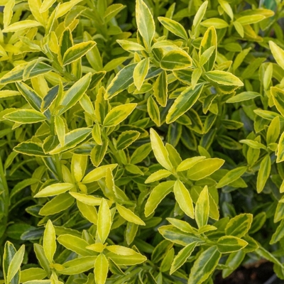 Bršlen japonský  - Euonymus japonicus ´Micophyllus ´Aureovariegatus' - 20/30cm