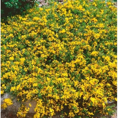 Kru?inka plazivá - Genista pilosa 'Vancouver Gold' - 20/30cm