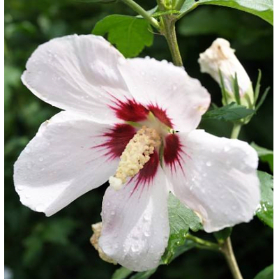 Ibištek - Hibiscus syriacus ´Melrose´ - 40+
