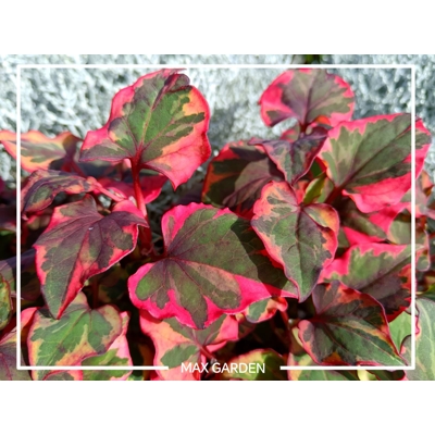 Hutónia malolistá - Houttuynia cordata ´Variegata´