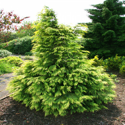 Cypruštek Lawsonov - Chamaecyparis lawsoniana ´Sunkist´- 25/30cm