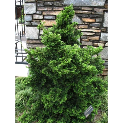Cypruštek tupolistý - Chamaecyparis obtusa 'Nana Gracilis' -15/20cm