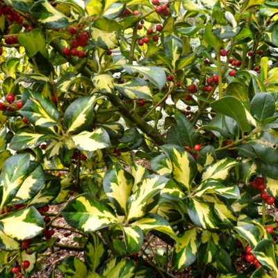 Ilex aquifolium myrtifolia ´Aureomaculata´ 40+cm