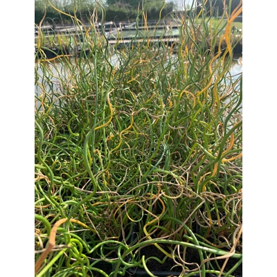 Sitina rozložitá Spiralis - Juncus effusus Spiralis