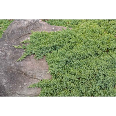 Borievka procumbens 'Nana'- Juniperus procumbens 'Nana' - 20/30cm
