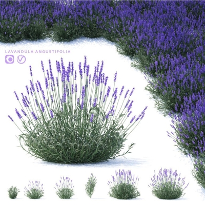 Levandu?a úzkolistá - Lavandula angustifolia
