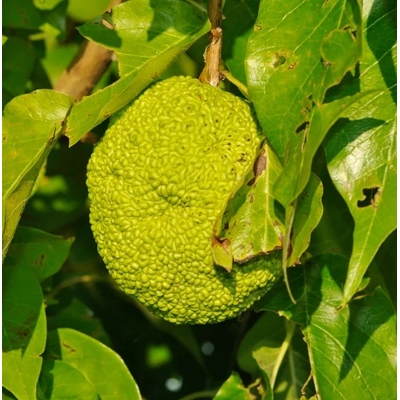 Maklúra pomaran?ová - Maclura pomifera - 40+cm