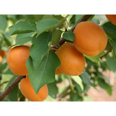 Marhu?a oby?ajná - Prunus armeniaca ´Goldrich´ - stredne skorá
