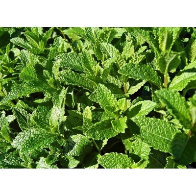Mäta pieporná - Mentha piperita