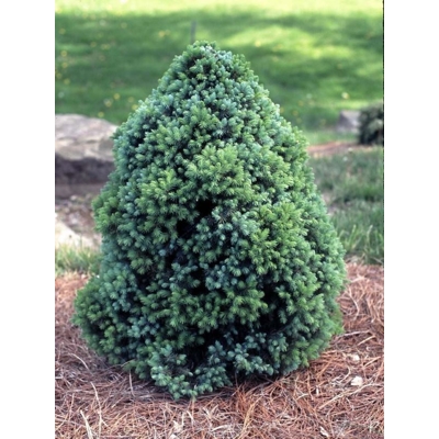 Smrek biely - Picea glauca ´Sanders Blue´ - 15/20cm