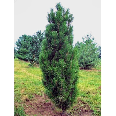 Borovica ?ierna - Pinus nigra 'Green Rocket' - 30/40cm