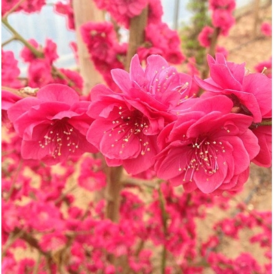 Okrasná brosky?a - Prunus presica 'Melred' - 80/100cm