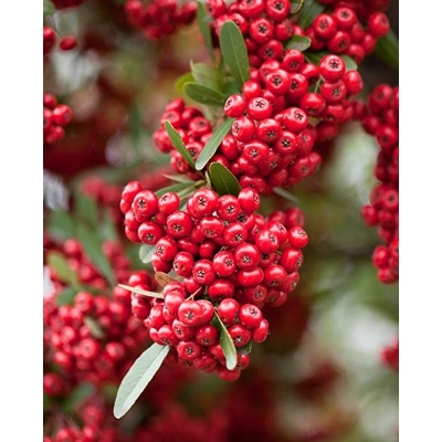Hlohy?a šarlátová - Pyracantha coccinea ´Red Column´ - 40+cm