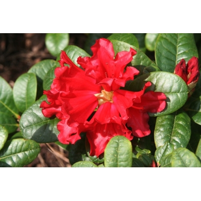 Rododendrón - Rhododendron ´Scarlet Wonder´ - 20/30cm