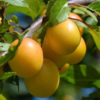 Ringlota - Prunus domestica ´Ulena´