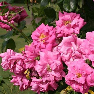 Ruža popínavá - Rosa ´Chapli´s Pink Climber´