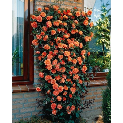 Ruža popínavá - Rosa ´Metanoia´ - oranžová