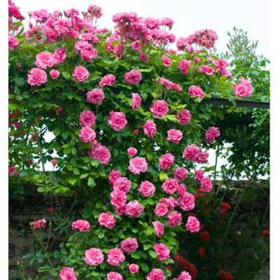 Ruža popínavá - Rosa ´Pink Cloud´ - sv.ružová