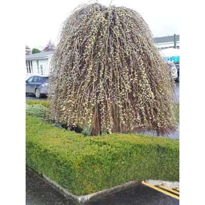 V?ba rakytová - Salix caprea Kilmarnock Pendula - na 120 kmienku