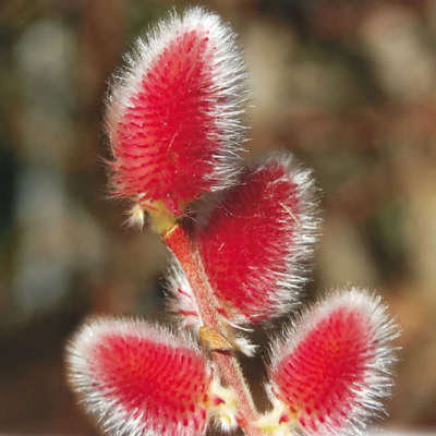 V?ba štíhlopestíková - Salix gracilistyla 'Red Cat'