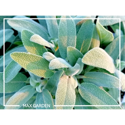 Šalvia lekárska - Salvia officinalis 'Maxima'