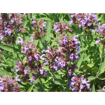 Salvia officinalis – šalvia lekárska do bylinkovej aj okrasnej záhrady