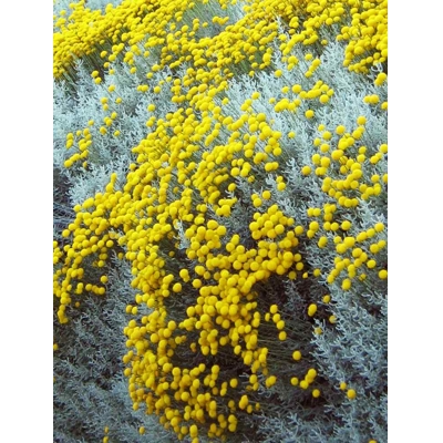 Santolina cypruštekovitá - Santolina chamaecyparissus