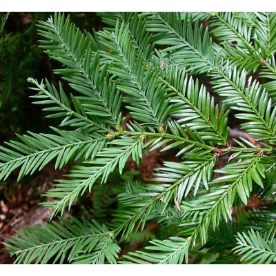 Sekvoja vždyzelená - Sequoia sempervirens - 150/175cm