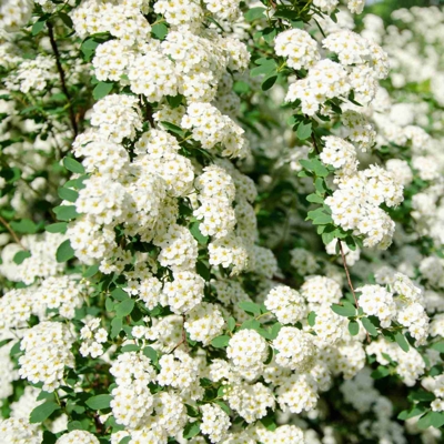 Tavo?ník - Spiraea nipponica 'White Carpet' - 20/30cm