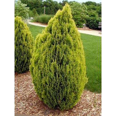 Tuja východná - Thuja orientalis 'Aurea Nana' - 20/30cm