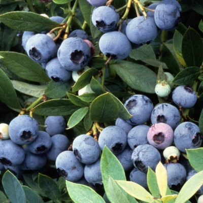 ?u?oriedka - Vaccinium ´BLUEGOLD´ - 40/60cm