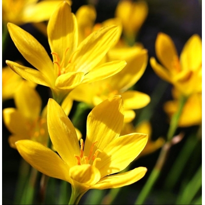 Zephyranthes candida ´Yellow´ P9