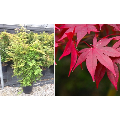 Javor dla?olistý - Acer palmatum ´Osakazuki´ - 20/30cm