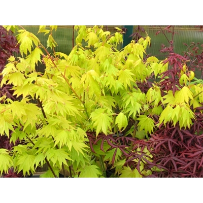 Javor - Acer shirasawanum ´Summergold´ - 60/80cm