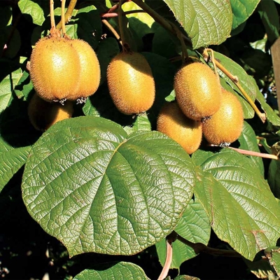 Actinidia deliciosa - Kiwi ´Boskoop´