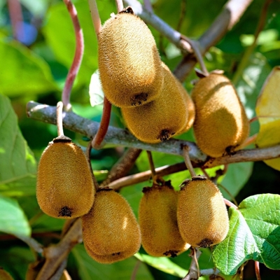 Actinidia deliciosa - Kiwi 'Jenny' - samosprašná - 70cm
