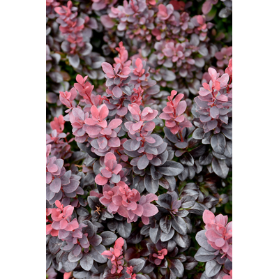  Drá? Thunbergov - Berberis thunbergii ´Concorde´- 15/20cm