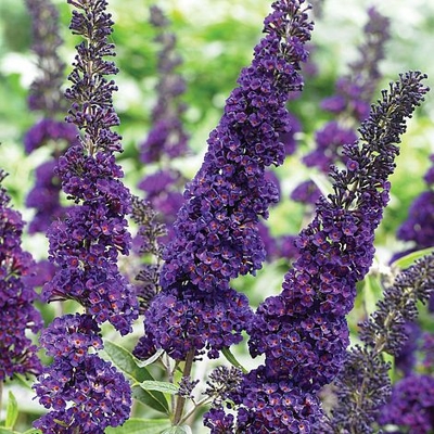 Buddleja dav. Black Knight - 20/30cm