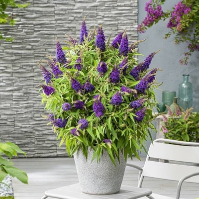 Buddleja davidii ´Butterfly Candy Little Purple´- 20/30cm