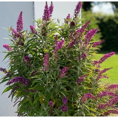 Buddleja davidii 'Butterfly Tower' - 20/30cm