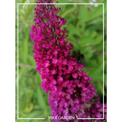 Buddleja davidii 'Royal Red' - 20/30cm
