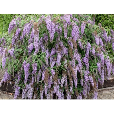 Buddleja davidii 'Wisteria Lane' - 20/30cm