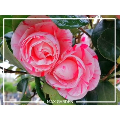Kamélia Japonská  - Camellia japonica 'William Bartlett' - 30/40cm