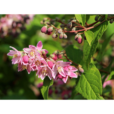 Trojpuk hybridný - Deutzia hybrida ´Strawberry Fields´- 20/30cm
