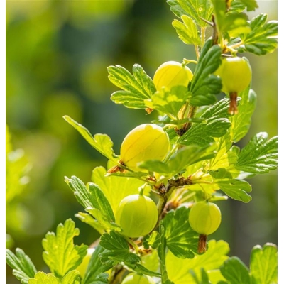 Egreš biely -  Ribes uva-crispa  'Hinnonmaeki Geel' -40+cm