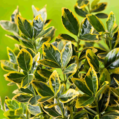 Bršlen - Euonymus japonicus ´Marieke´ - 20/30cm