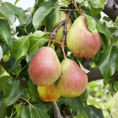 Hruška letná - Pyrus communis 'Clappova' - letná