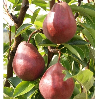 Hruška letná - Pyrus communis 'Clappova ?ervená' - letná